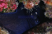 Muraena augusti Murene noire-Acores St maria Penedia-9m-20170821-Denis-ADER-DSC_9932_tn_tn
